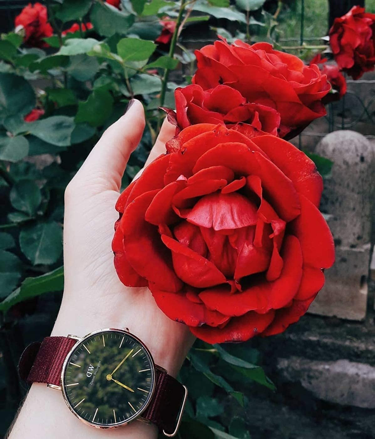 Daniel Wellington Classic Roselyn Black Dial Maroon Nylon Strap Watch For Women - DW00100273